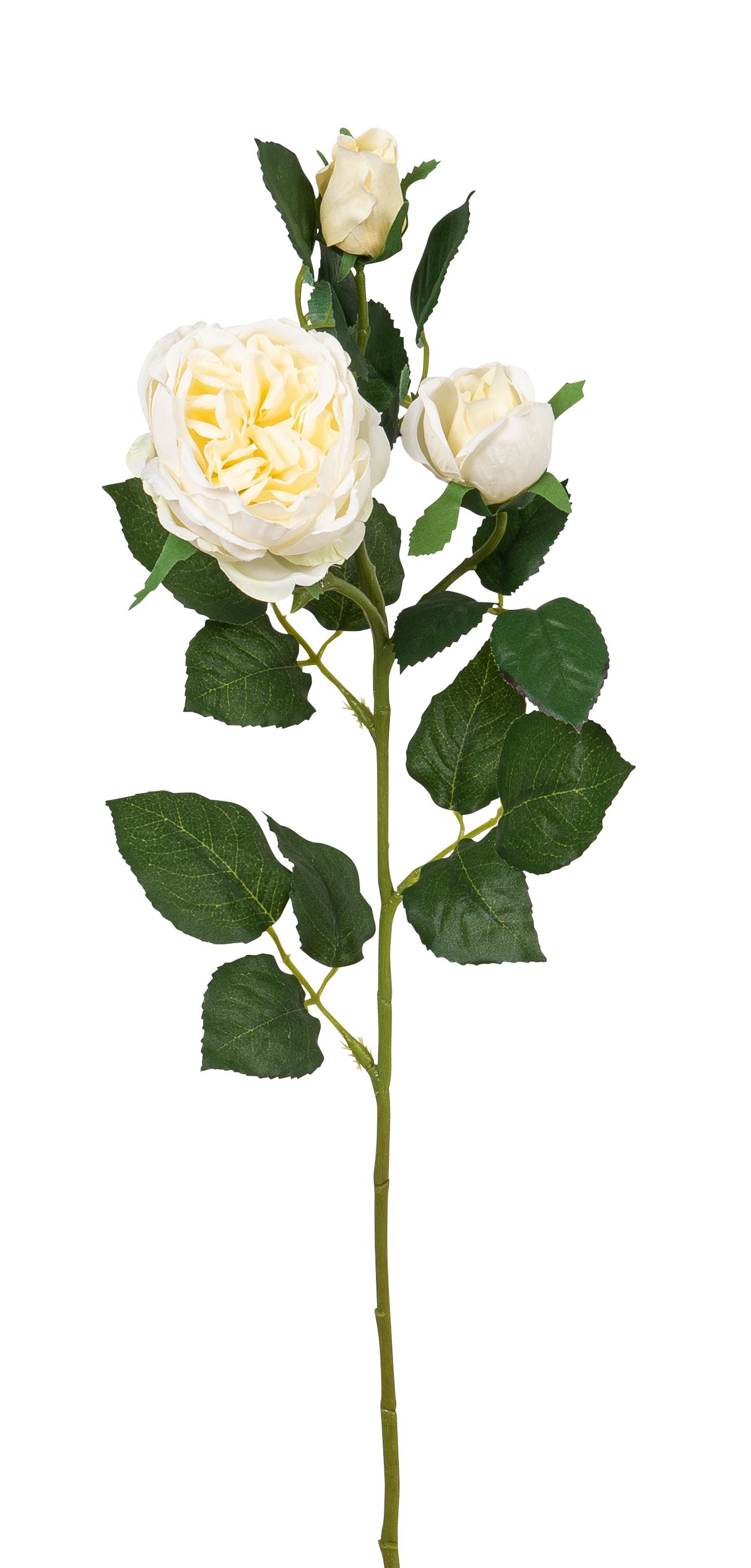 Bauernrosenzweig x 3 63cm Blütenkopf Ø ca. 3/8cm Farbe: elfenbein