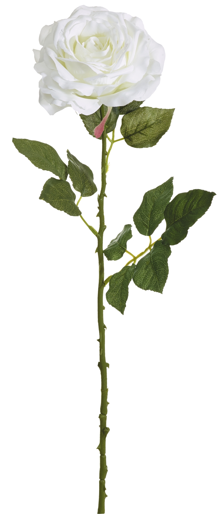 Edelrose 66cm Blütenkopf Ø ca. 13cm Farbe: weiß
