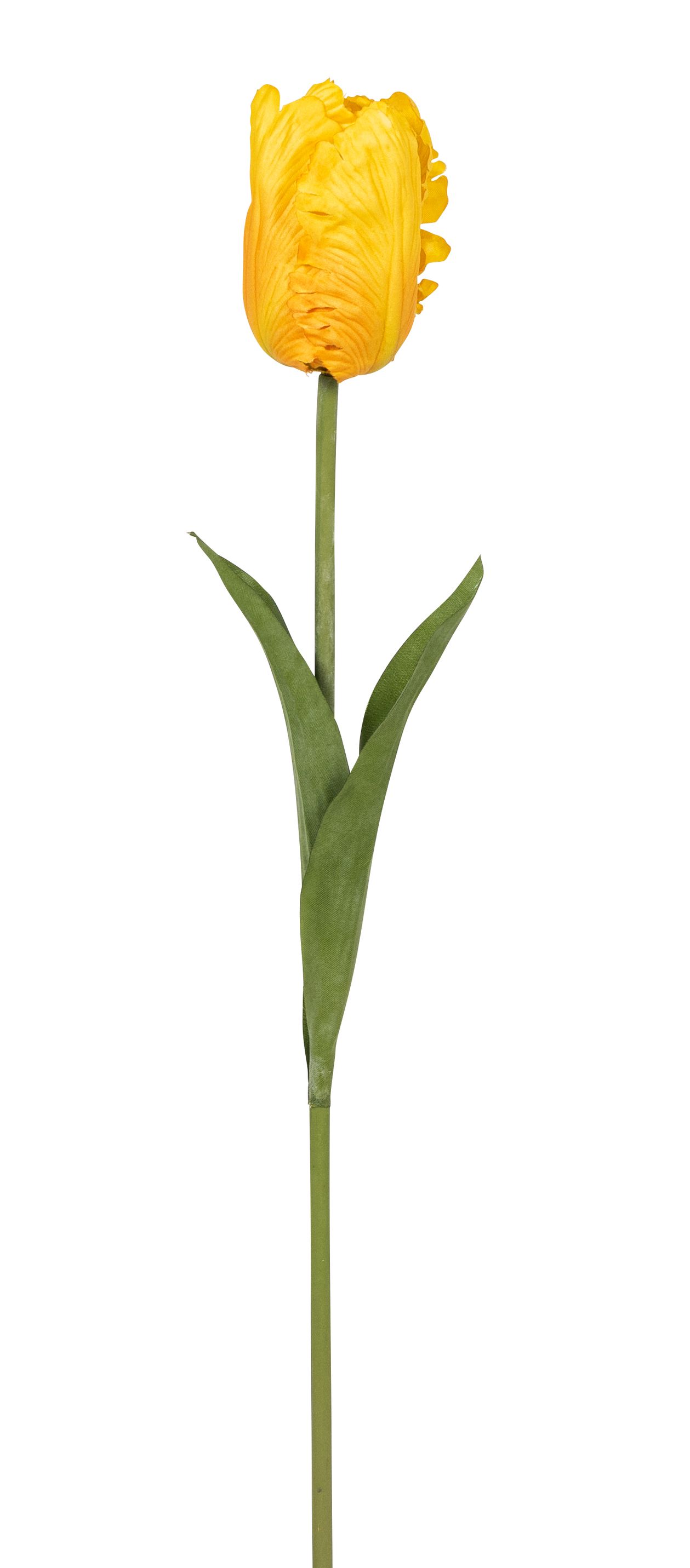 Papageientulpe 57cm Blütenkopf Ø ca. 6cm Farbe: gelb
