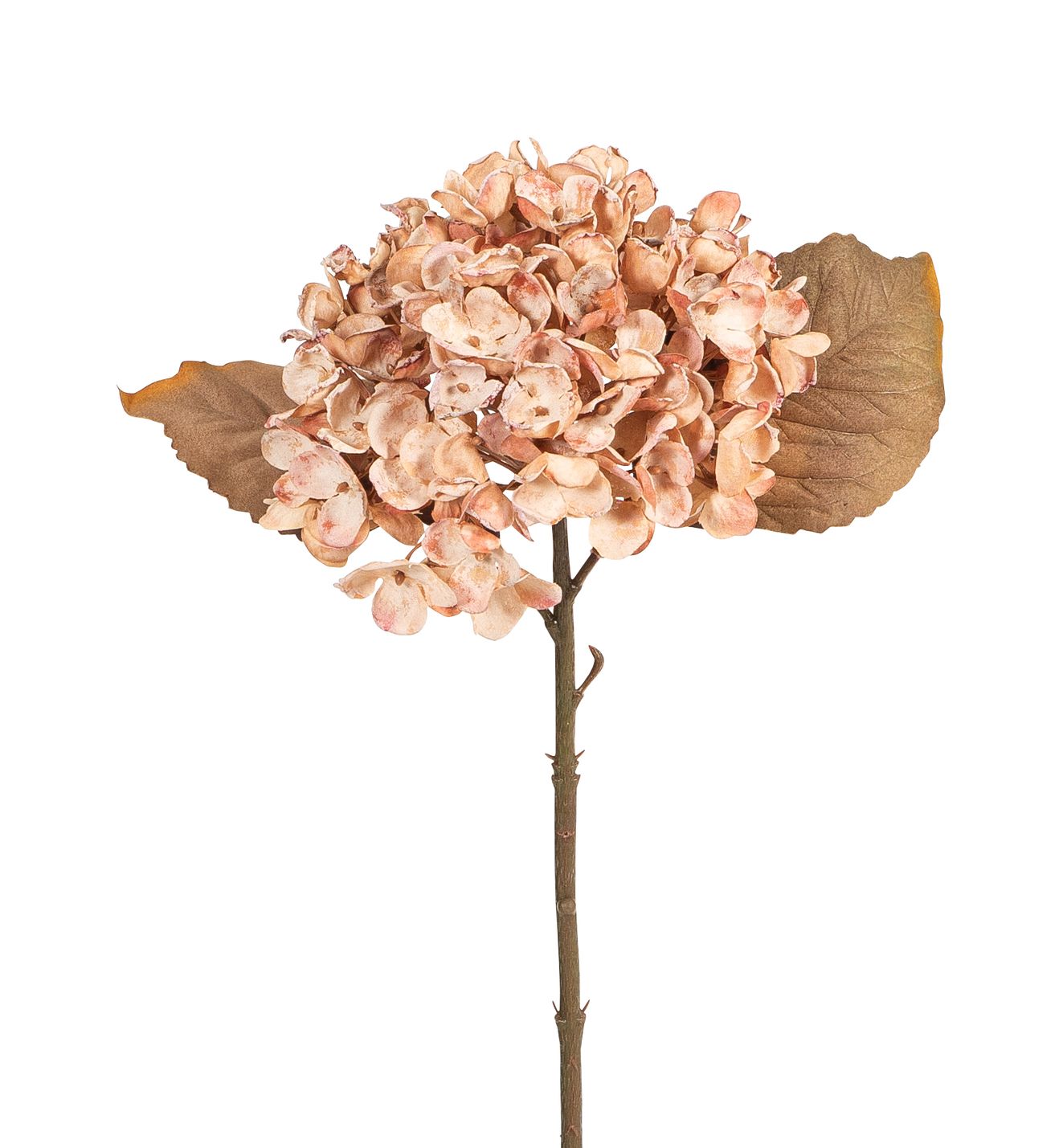 Dry-Hortensie 34cm Blütenkopf Ø ca. 16cm Farbe: kupfer