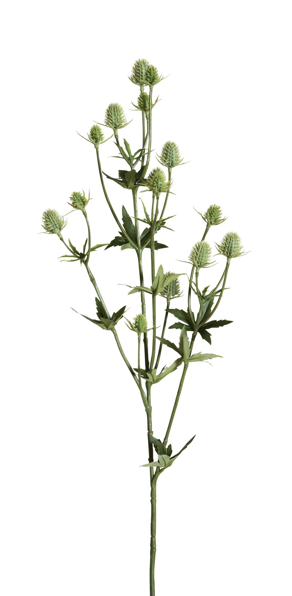 Edeldistelzweig x 16 83cm Blütenkopf Ø ca. 1,5/2cm Farbe: hellgrün