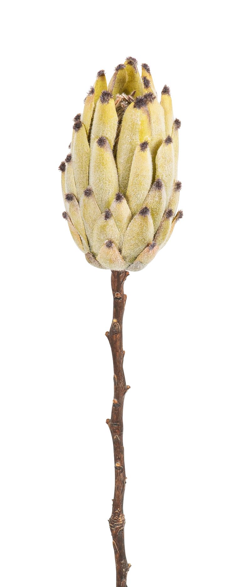 Protea 52cm Blütenkopf Ø ca. 8cm Farbe: hellgrün