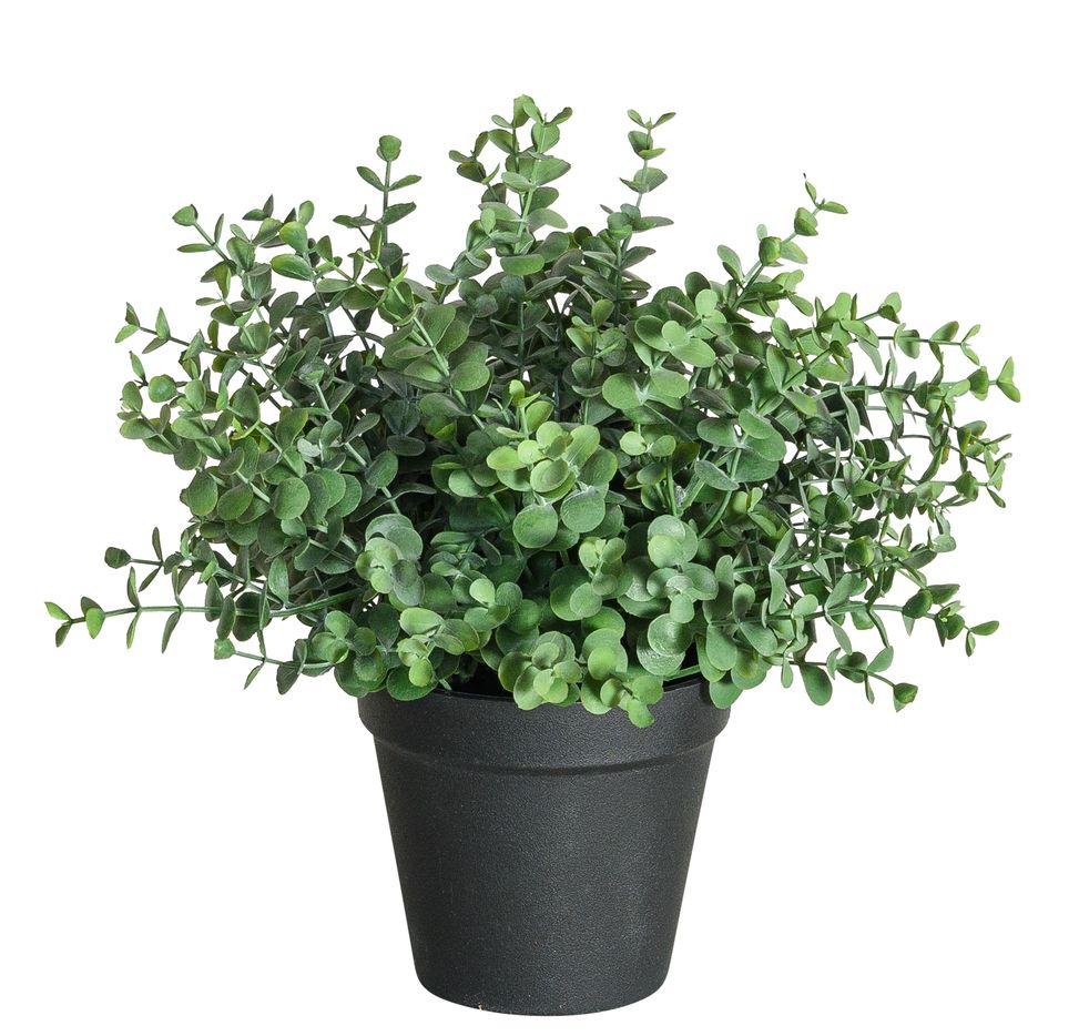 Eukalyptus im Topf 25cm Farbe: grün