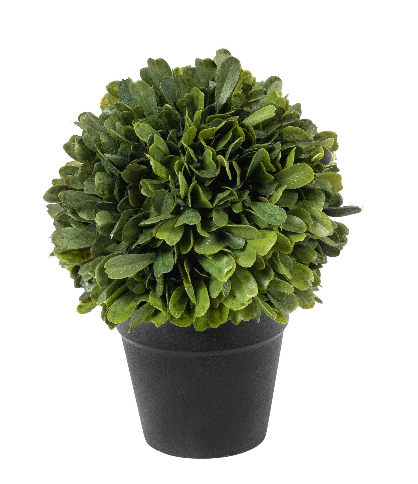 Buchsbaumkugel im Topf 20cm Farbe: grün