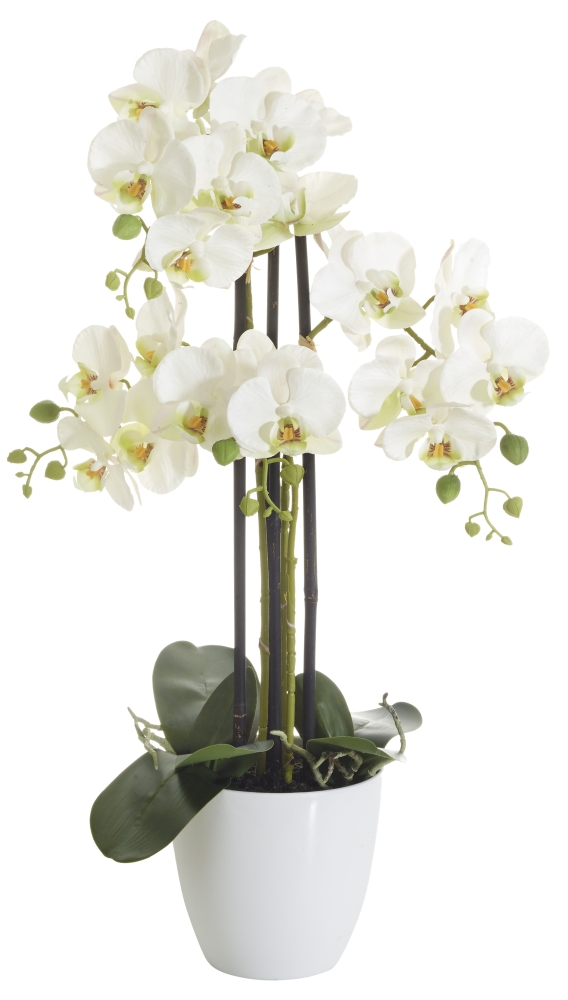 Phalaenopsis 4-fach i.T. 67cm Blütenkopf Ø ca. 7/7,5cm Topf: Höhe ca. 14cm Ø oben ca. 15cm Ø unten ca. 9cm Farbe: weiß-rose