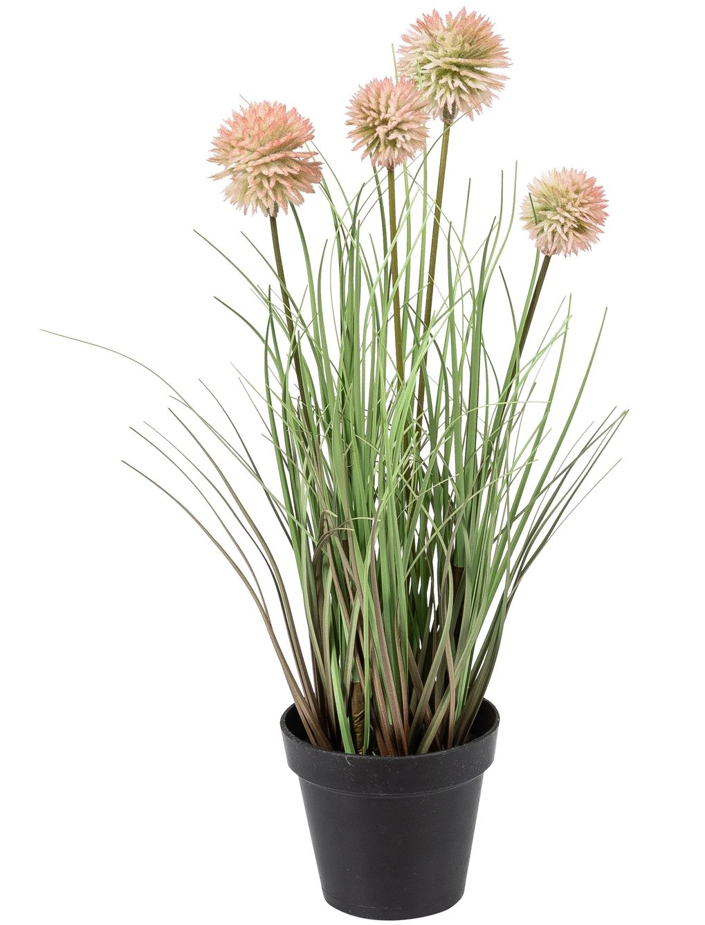 Kugelgras x 4 im Topf 31cm Farbe: rosé