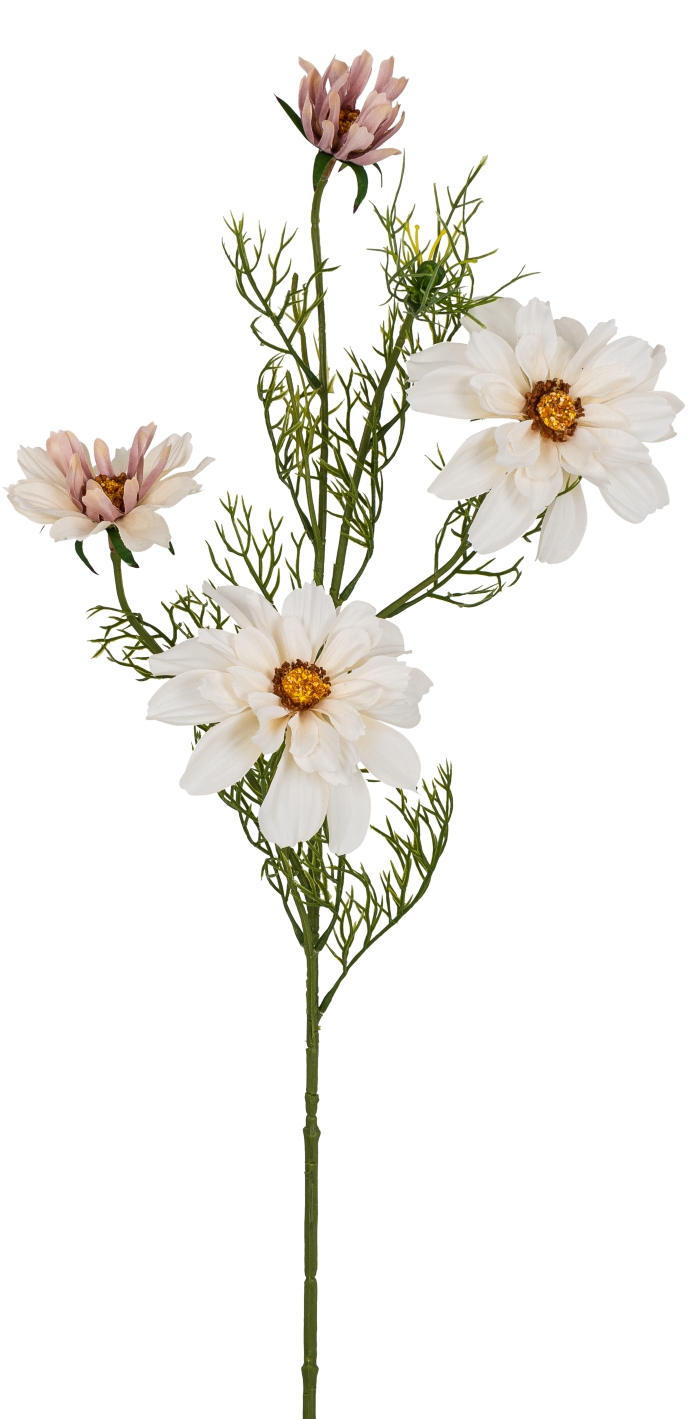 Cosmea x 4 68cm Blütenkopf Ø ca. 4/8/11cm Farbe: creme-rosé