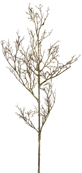 Schwarzerlenzweig 6-fach 95cm Farbe: natur