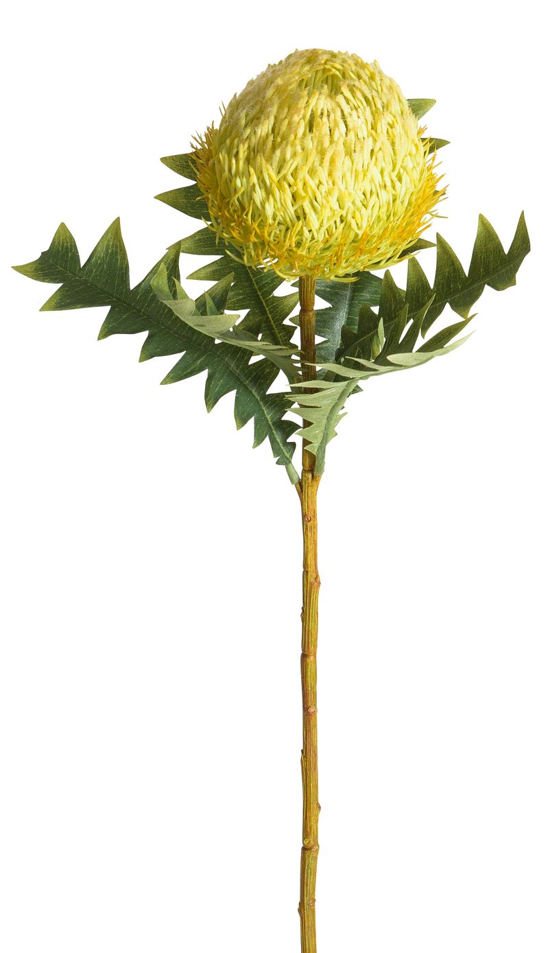Banksia 68cm Blütenkopf Ø ca. 9cm Farbe: gelb