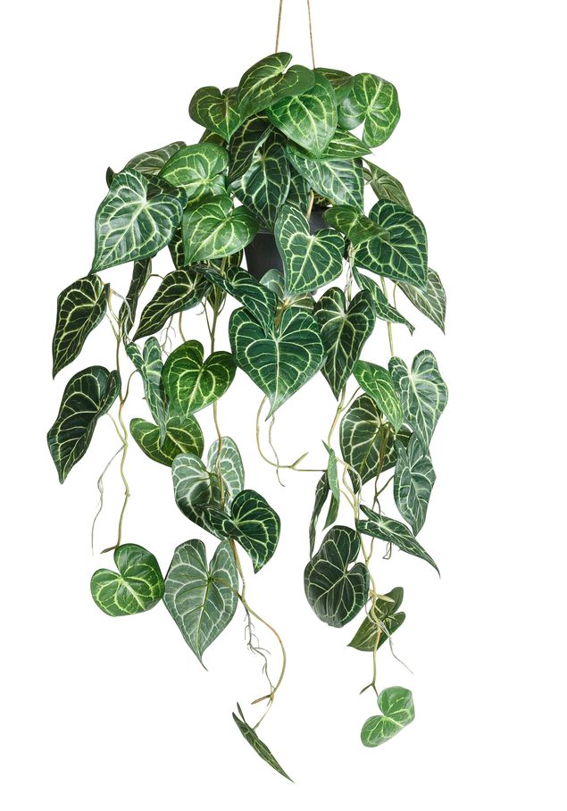 Anthurium hängend x 52 im Topf 85cm Farbe: grün-gemischt