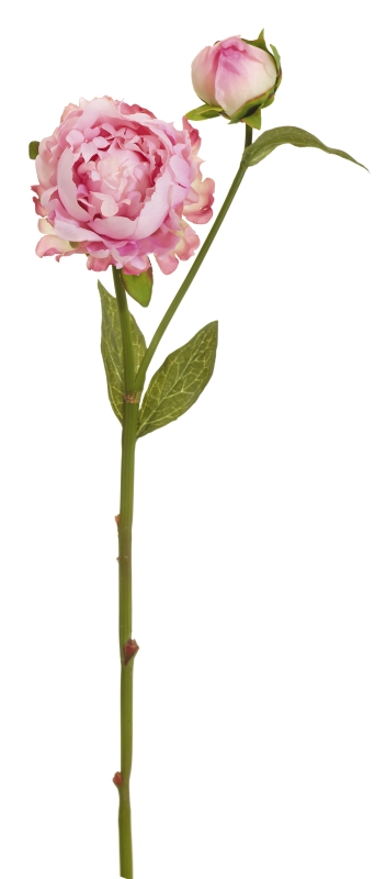 Bauernpäonie x 2 53cm Blütenkopf Ø ca. 7cm Farbe: rosé