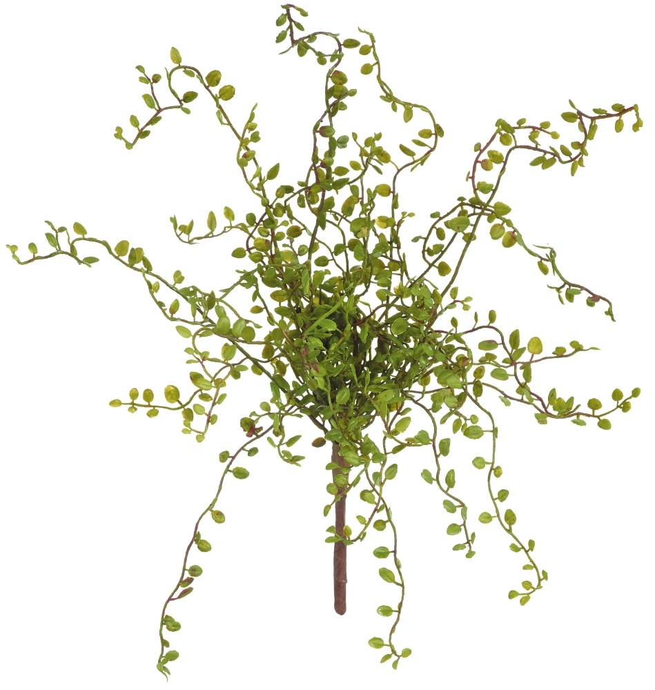 Mühlenbeckiabusch x 21 38cm Farbe: grün