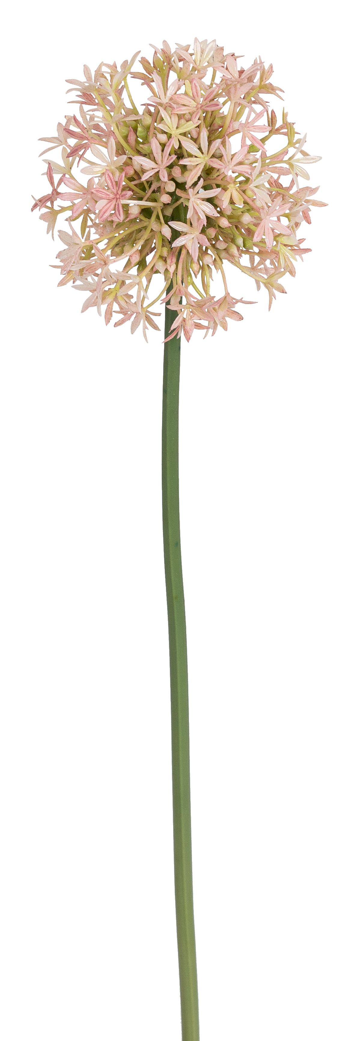 Allium 70cm Blütenkopf Ø ca. 10cm Farbe: rosé