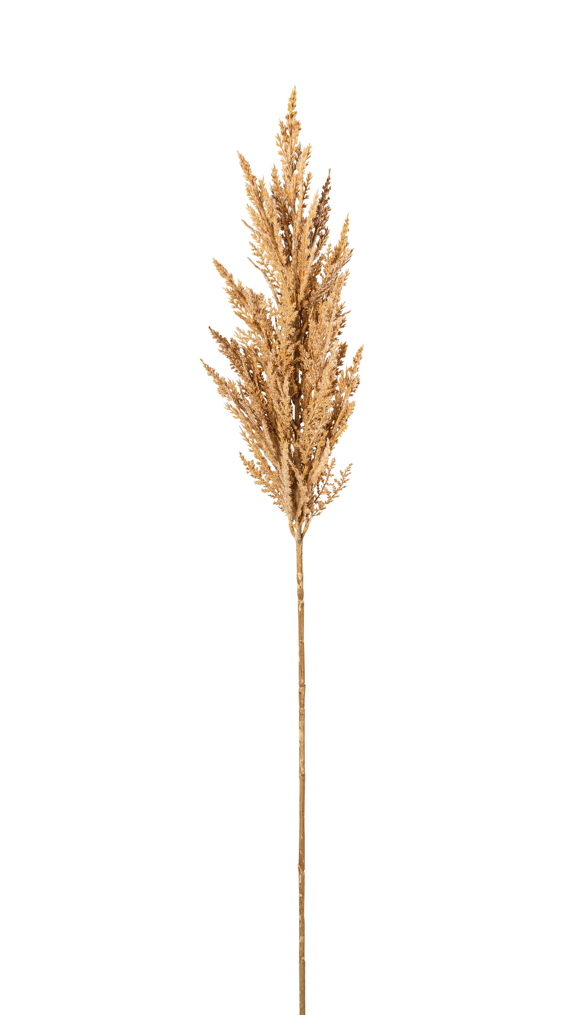Pampasgras 95cm Farbe: hellbraun