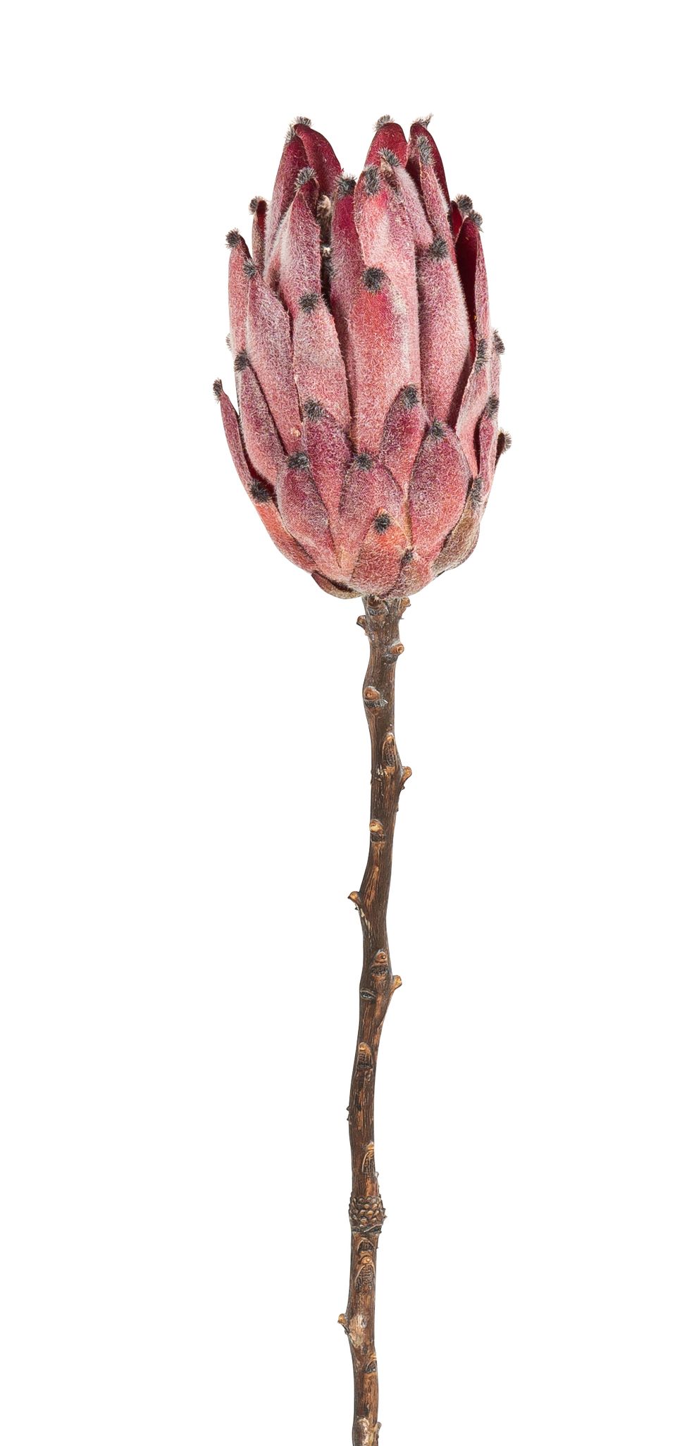 Protea 52cm Blütenkopf Ø ca. 8cm Farbe: burgund
