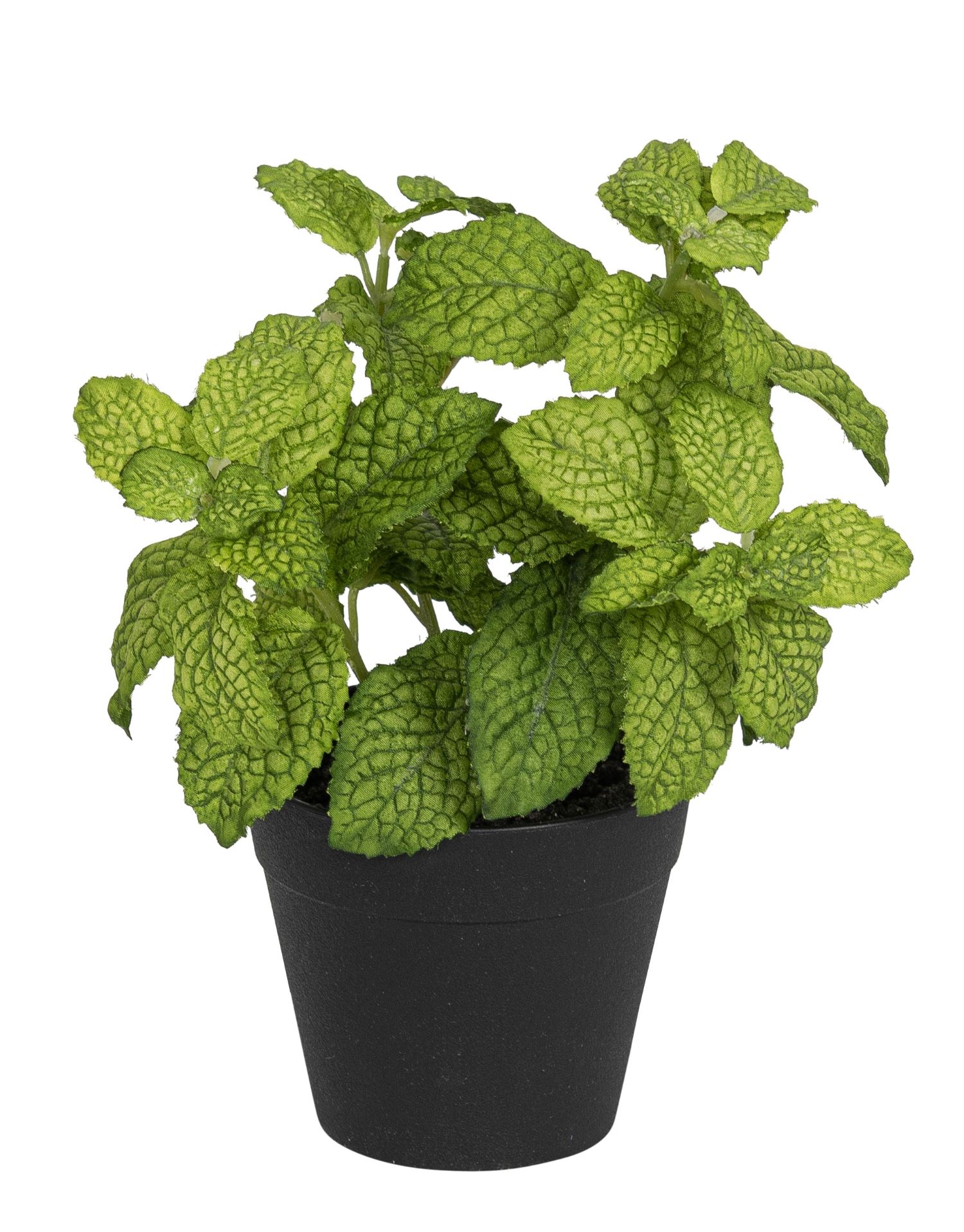 Minzetöpfchen 20cm Topf: Höhe ca. 7,5cm Ø oben ca. 9cm Ø unten ca. 6cm Farbe: grün