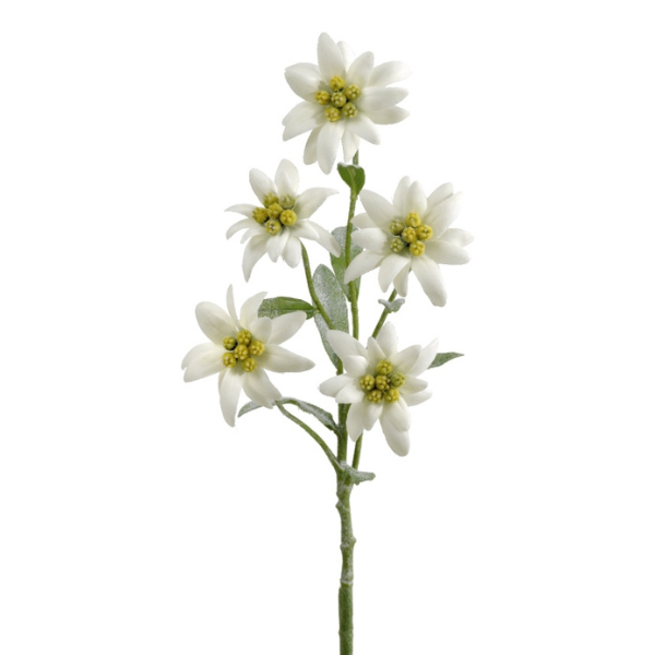 Edelweiss