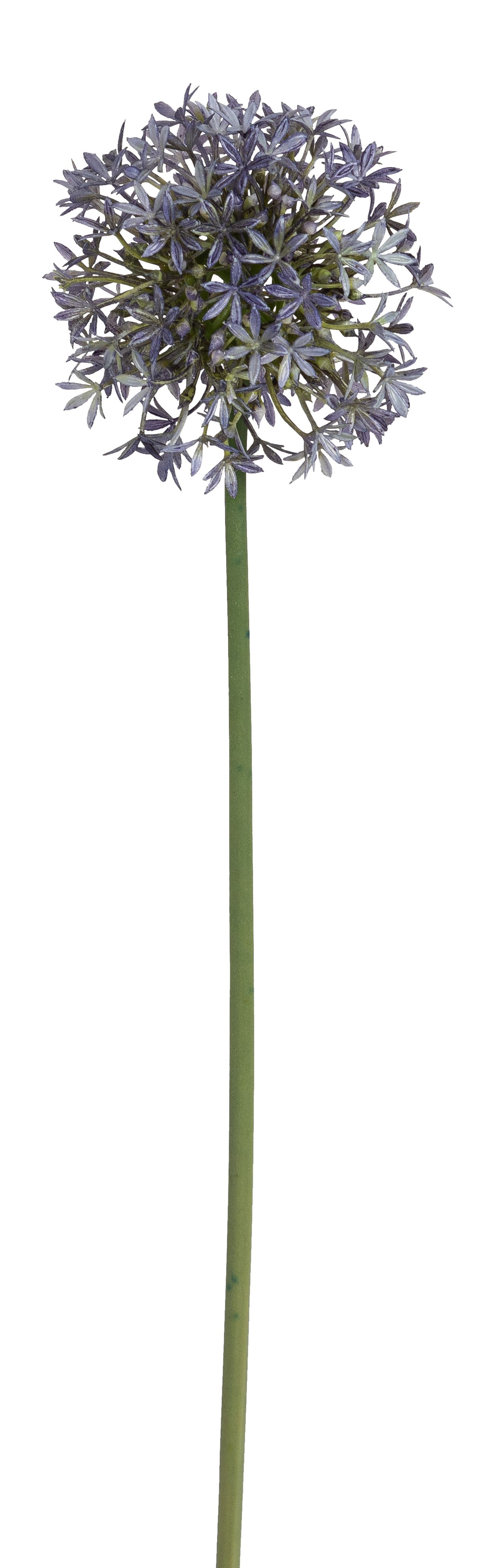 Allium 70cm Blütenkopf Ø ca. 10cm Farbe: lila