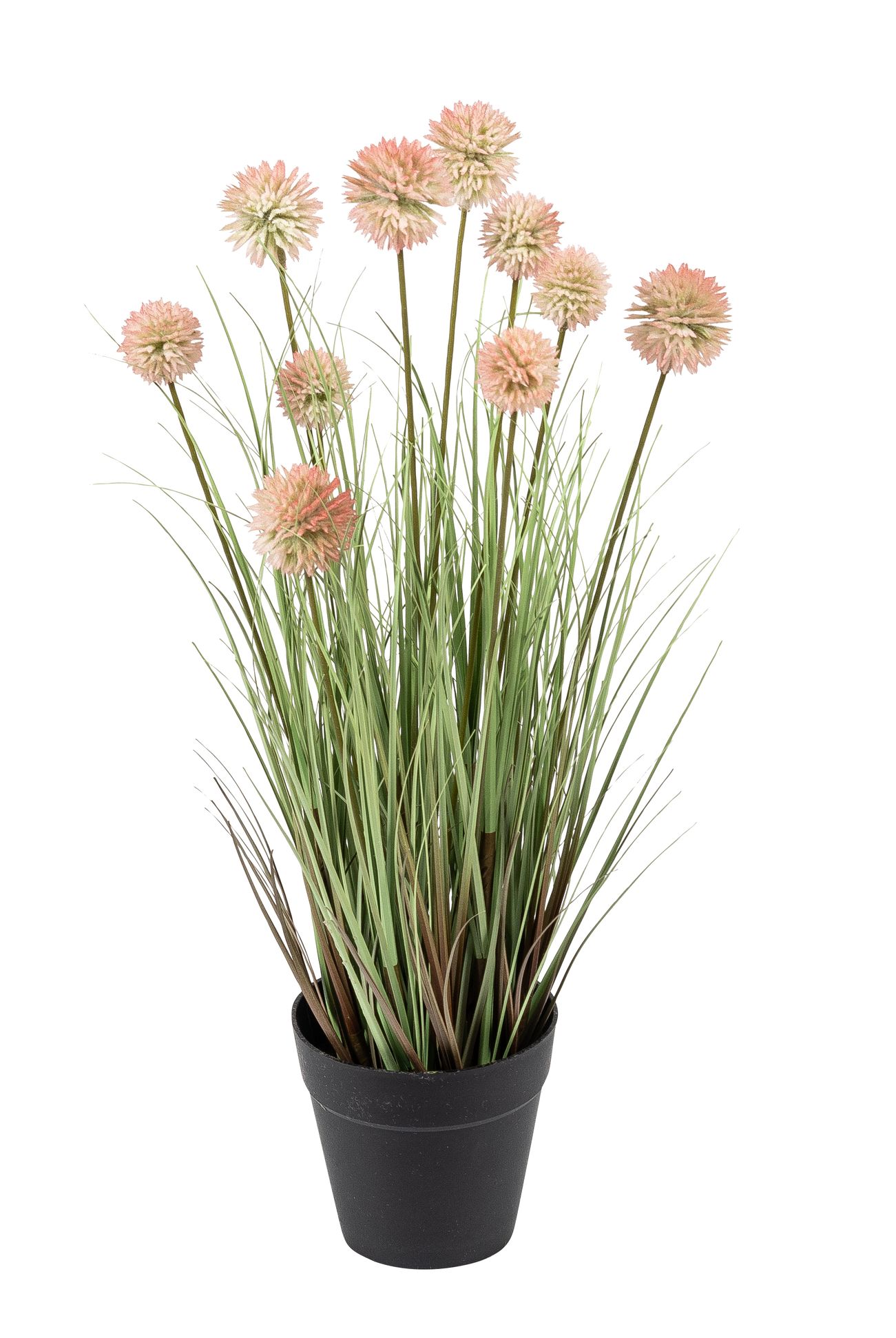 Kugelgras x 10 im Topf 45cm Farbe: rosé