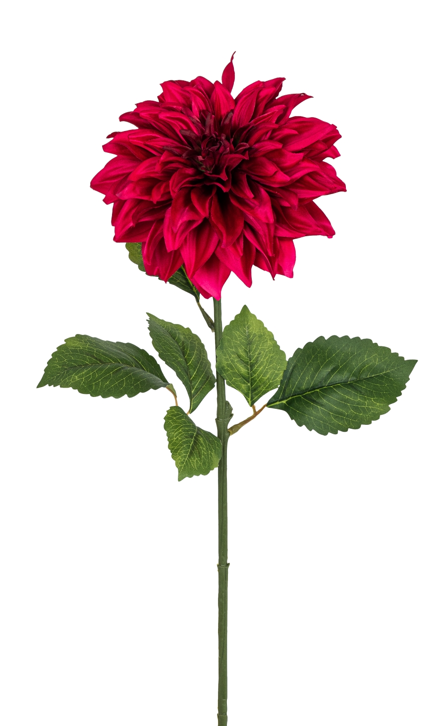 Dahlie 72cm Blütenkopf Ø ca. 18cm Farbe: cerise