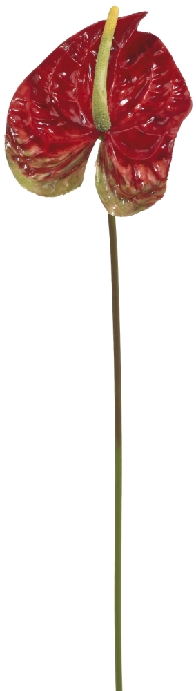 Anthurie 66cm Blütenkopf Ø ca. 10cm Farbe: rot-grün