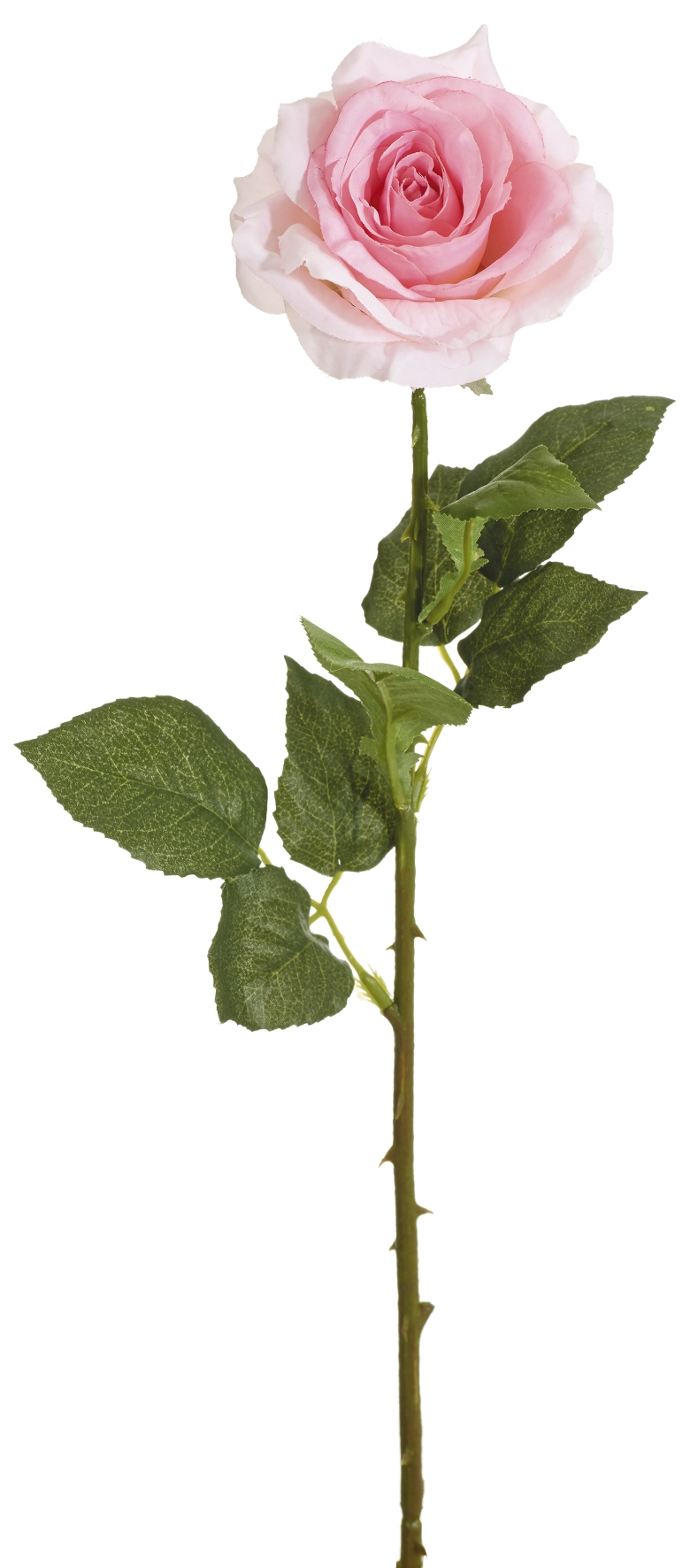 Duftrose 52cm Blütenkopf Ø ca. 8cm Farbe: rosé
