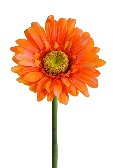 Gerbera 57cm Blütenkopf Ø ca. 10,5cm Farbe: orange