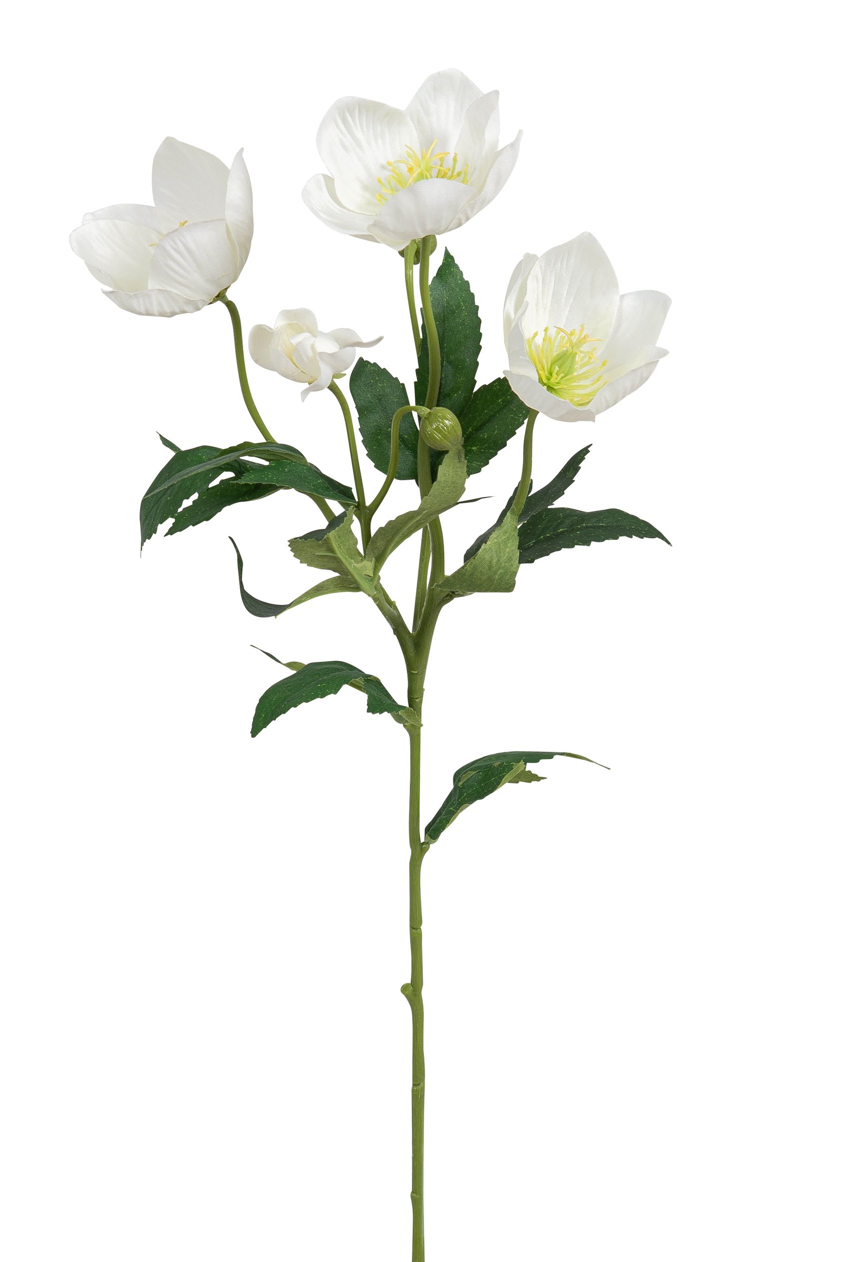 Christrose x 4 62cm Blütenkopf Ø ca. 3/7cm Farbe: weiß