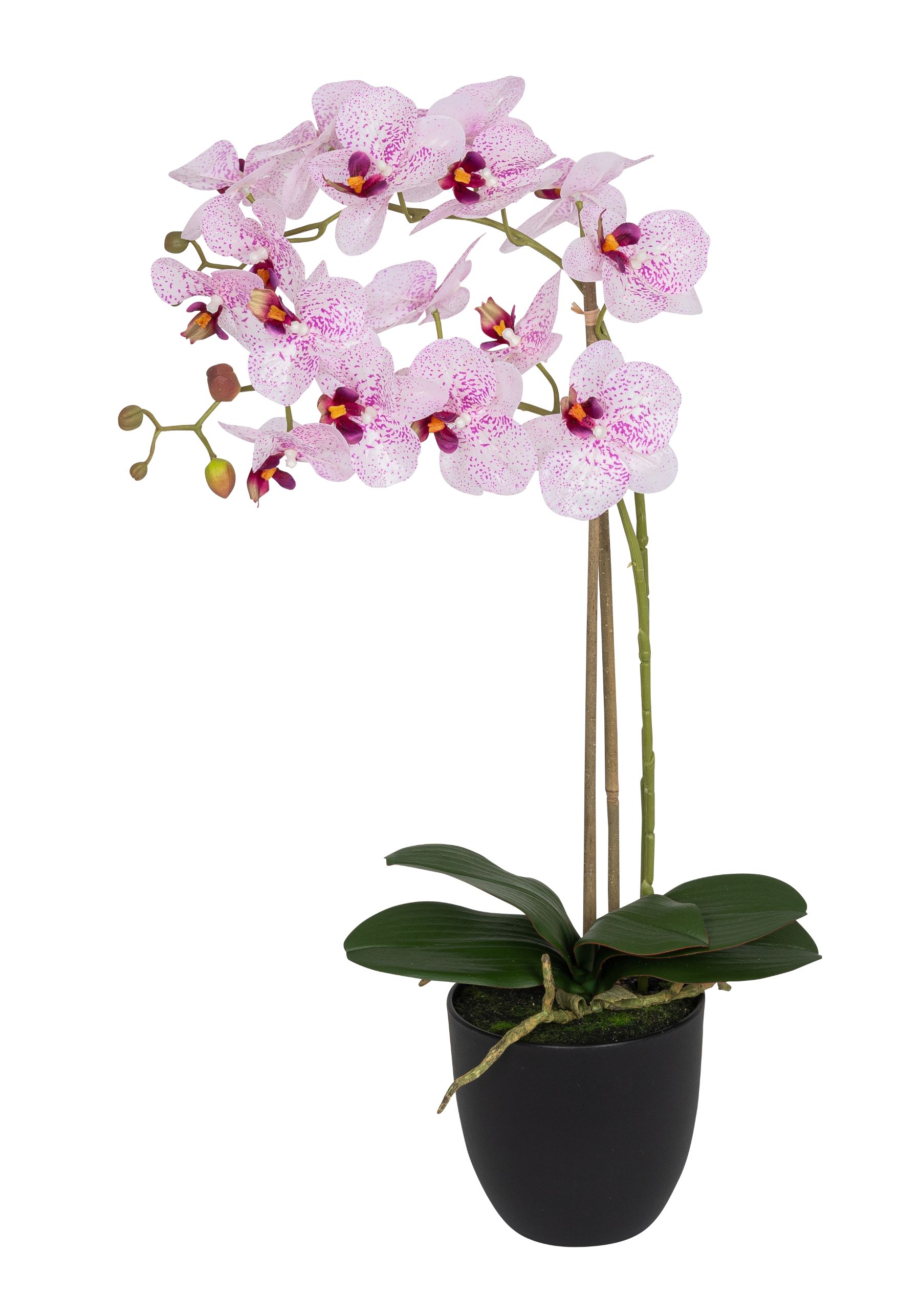 Phalaenopsis 2-fach im Topf 61cm Blütenkopf Ø ca. 8/9cm Topf: Höhe ca. 13,0cm Ø oben ca. 13,5cm Ø unten ca. 8,0cm Farbe: weiß-rose