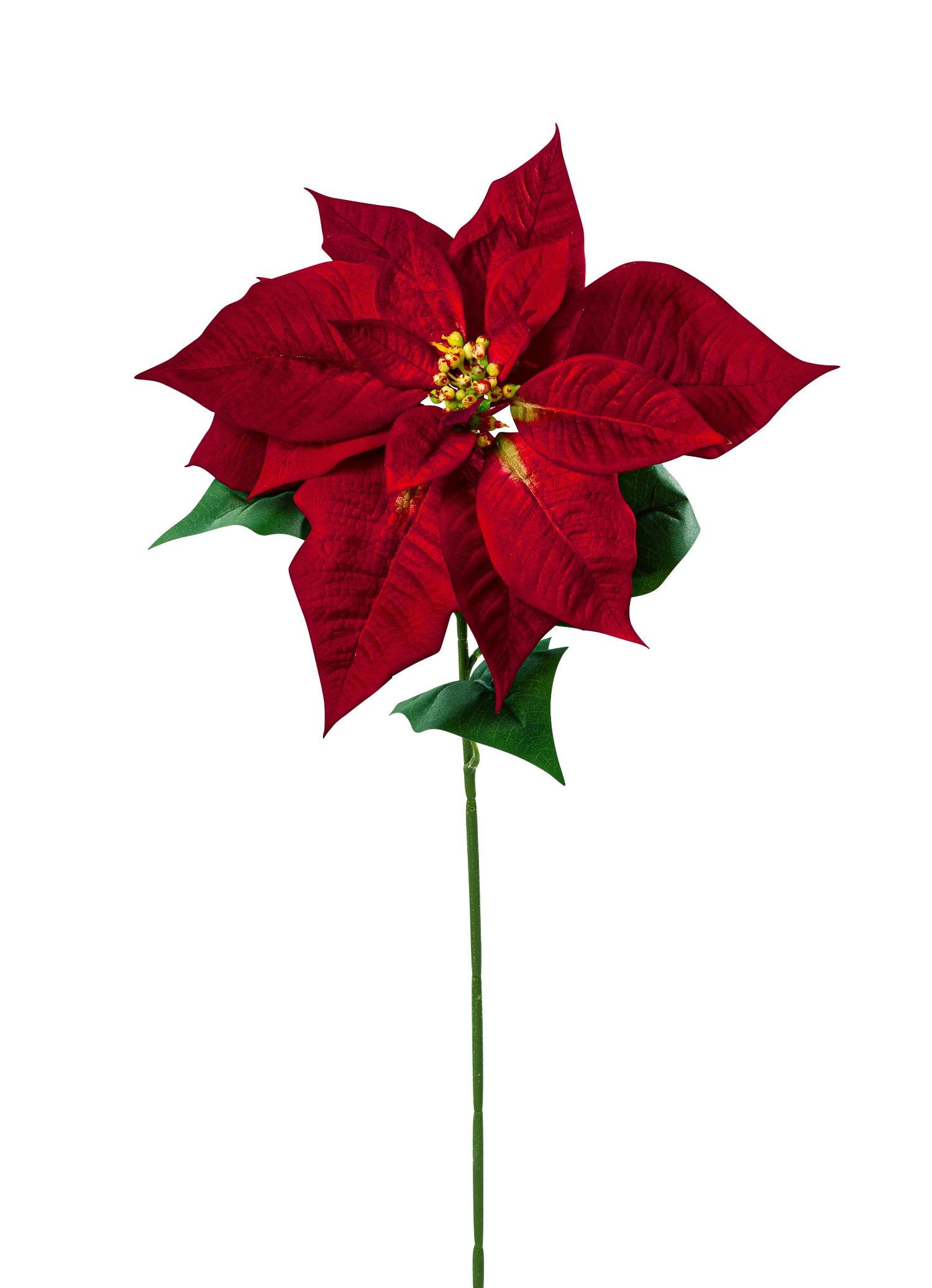 Velvet-Poinsettia 71cm Blütenkopf Ø ca. 27cm Farbe: rot