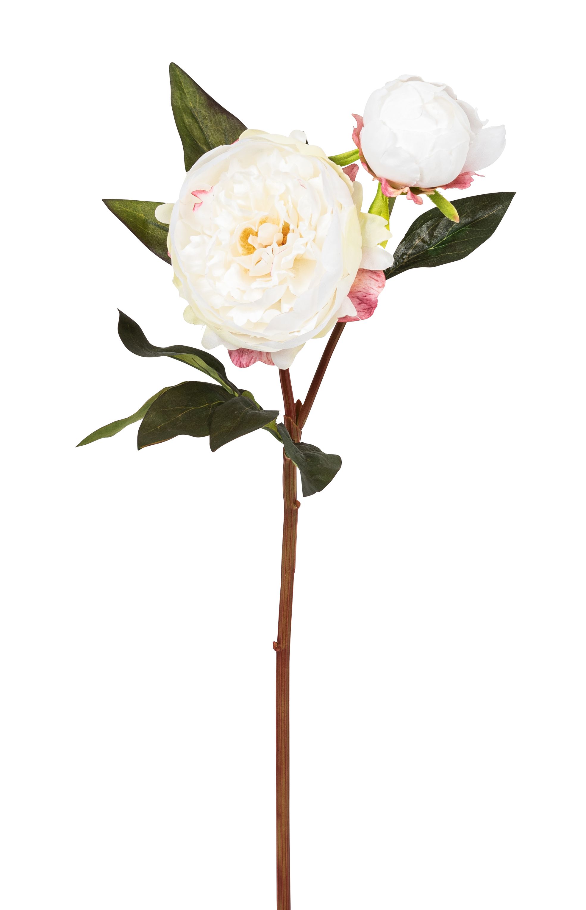 Päonie x 2 57cm Blütenkopf Ø ca. 11cm Farbe: weiß-rose