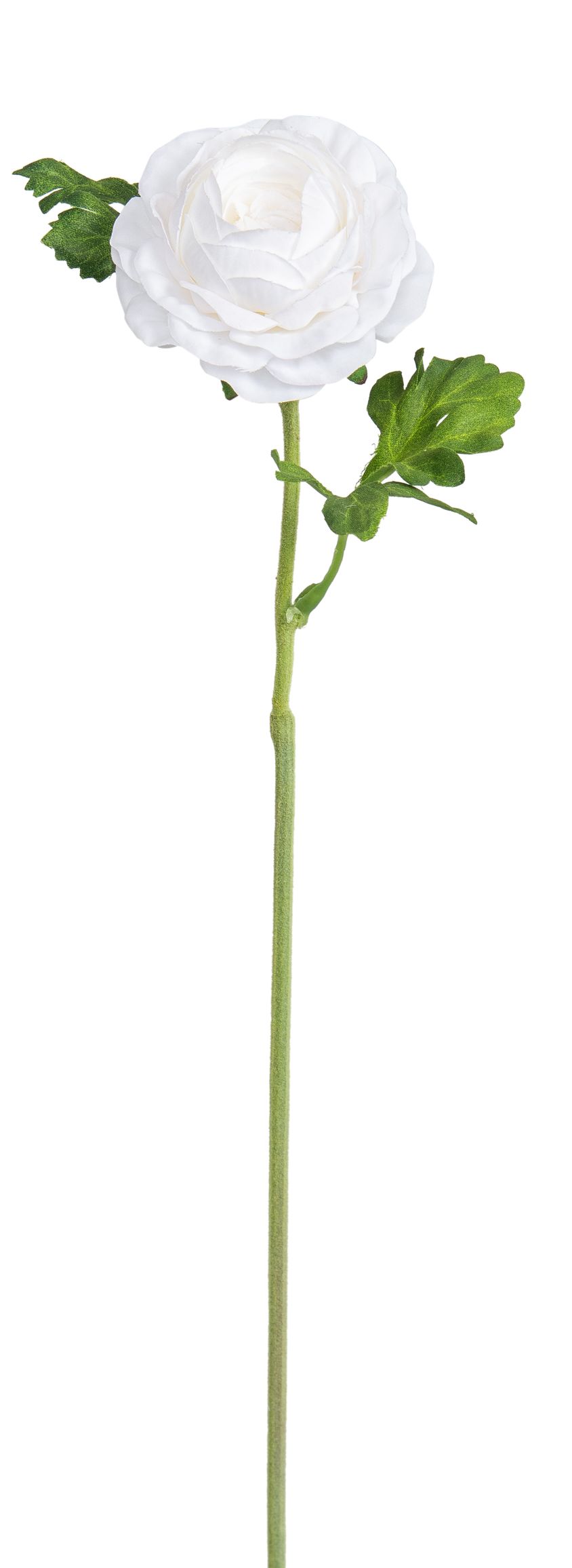 Ranunkel 56cm Blütenkopf Ø ca. 7cm Farbe: elfenbein