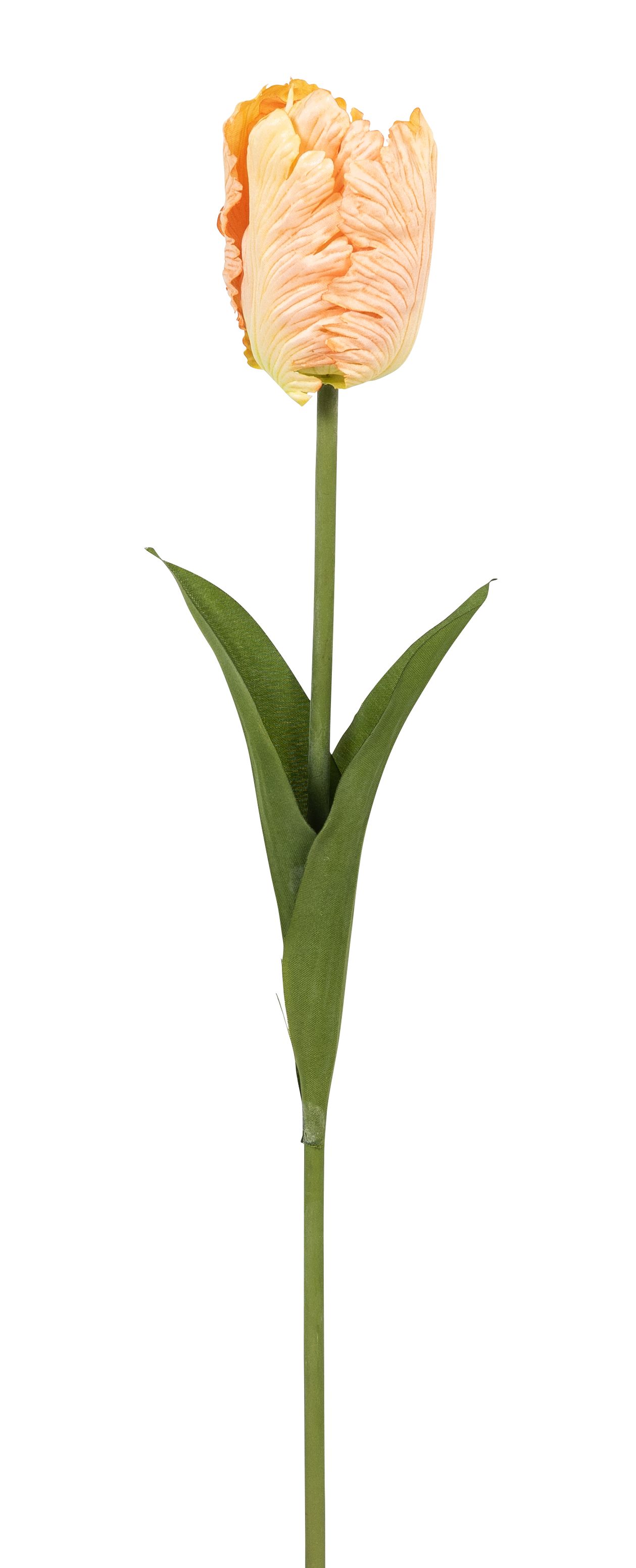 Papageientulpe 57cm Blütenkopf Ø ca. 6cm Farbe: lachs