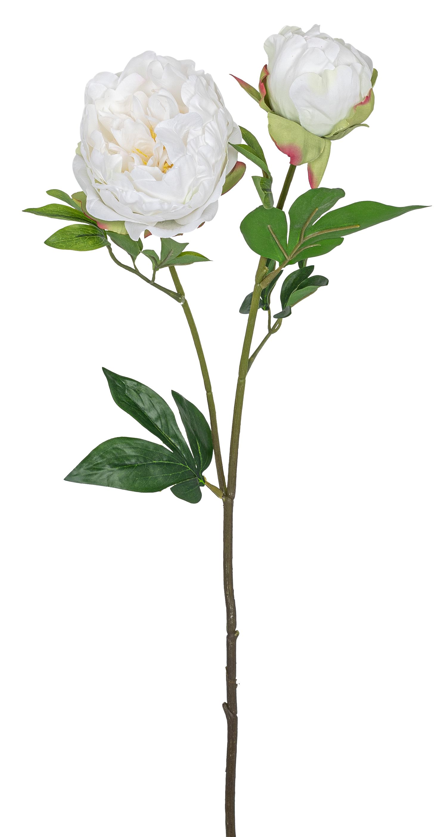 Päonie mit Knospe 80cm Blütenkopf Ø ca. 6/11cm Farbe: elfenbein