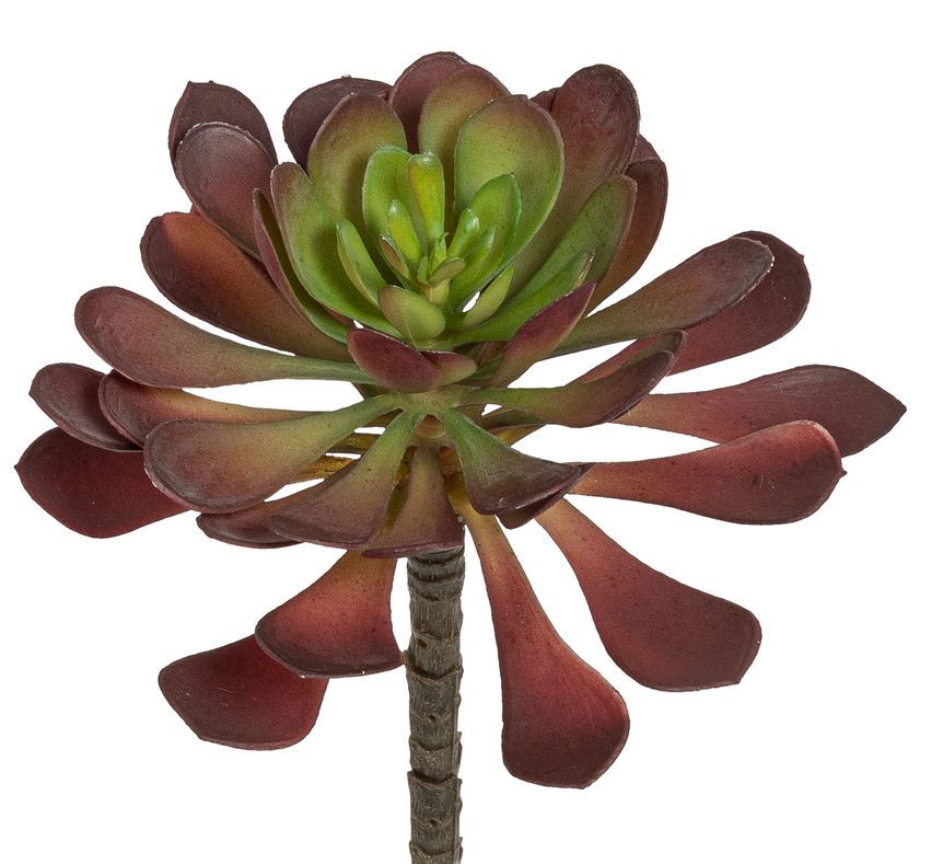 Aeonium 16cm Ø ca. 12cm Farbe: braun-grün
