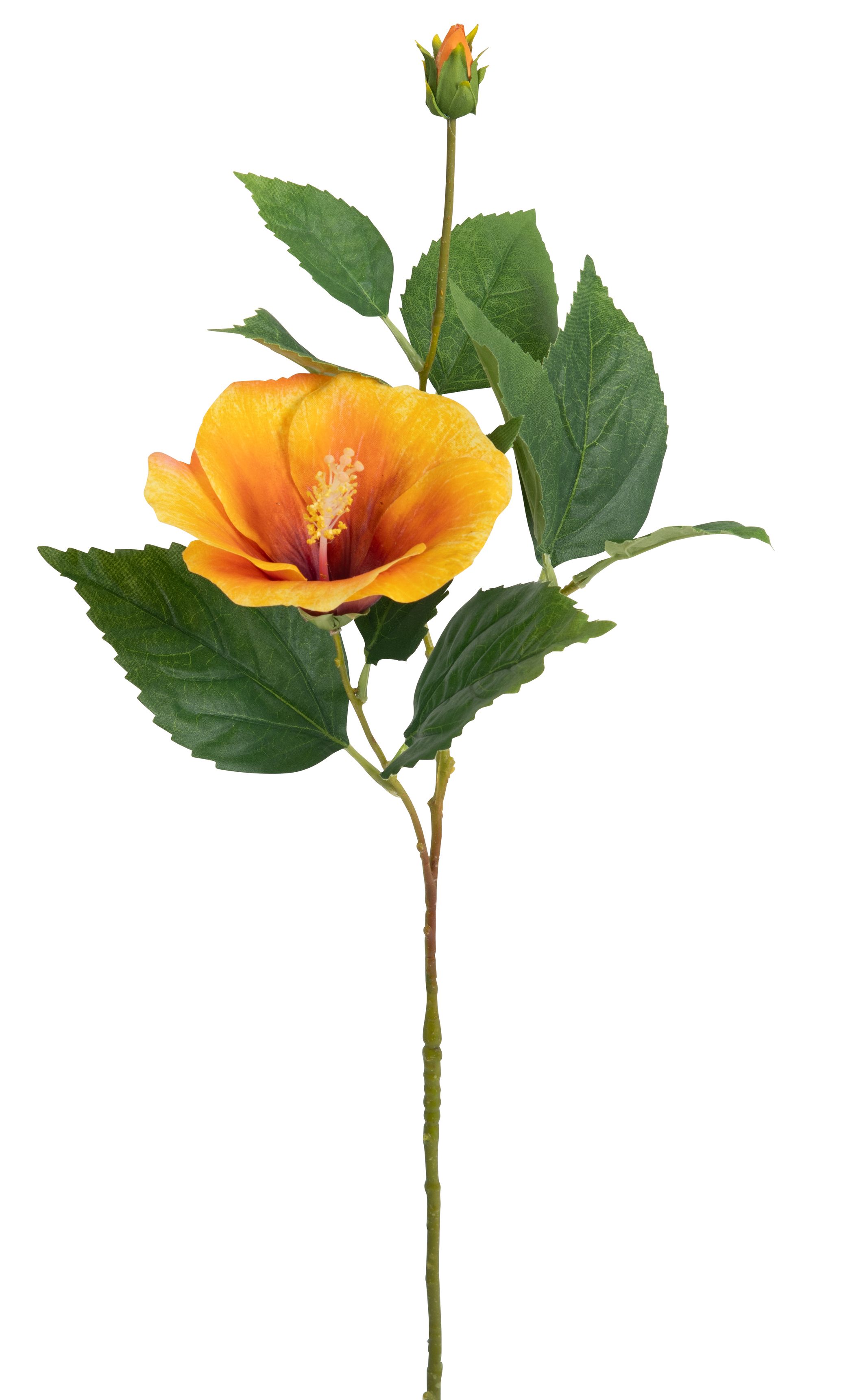 Hibiskus x 2 72cm Blütenkopf Ø ca. 2/12cm Farbe: gelb-orange