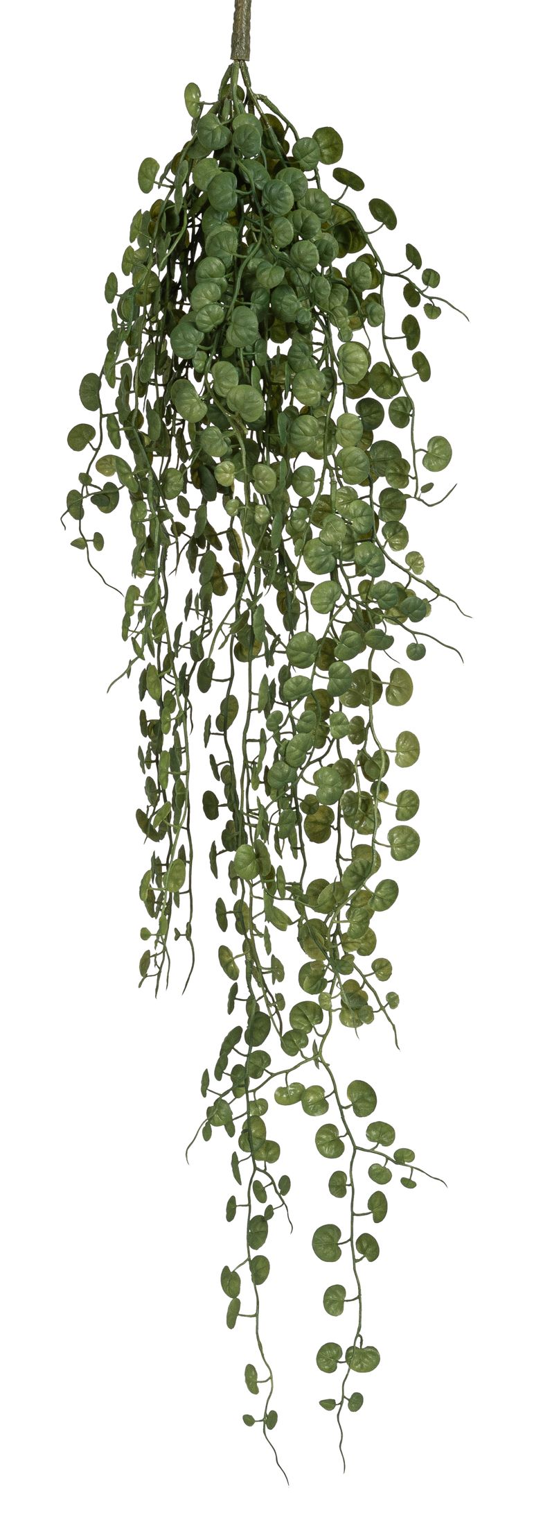 Ceropegiaranke x 6 86cm Farbe: grün