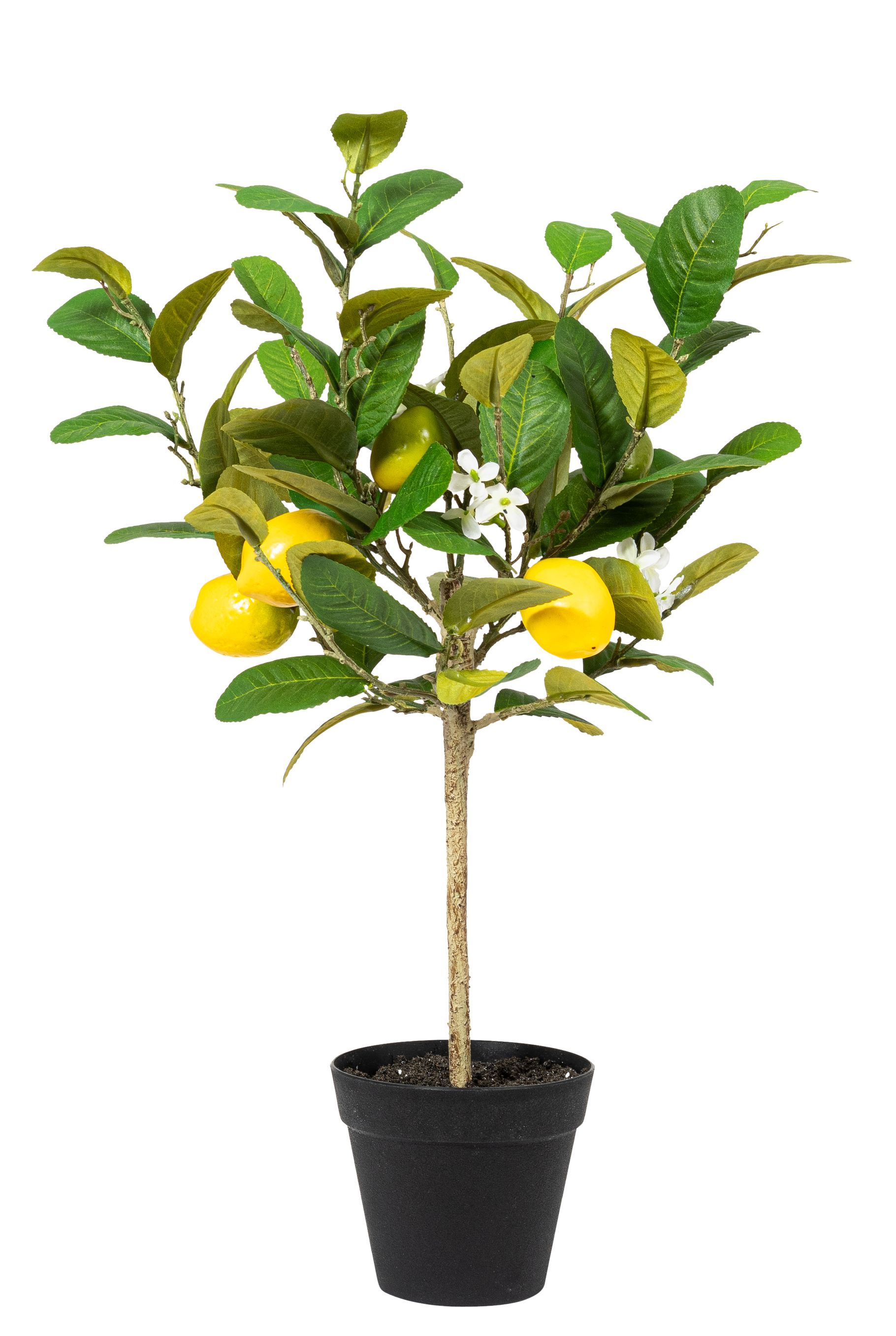 Zitronenhochstammbäumchen x 5 im Topf 56cm Zitrone ca.  4,5/6cm Topf: Höhe ca. 11cm Ø oben ca. 13cm Ø unten ca. 8cm Farbe: gelb