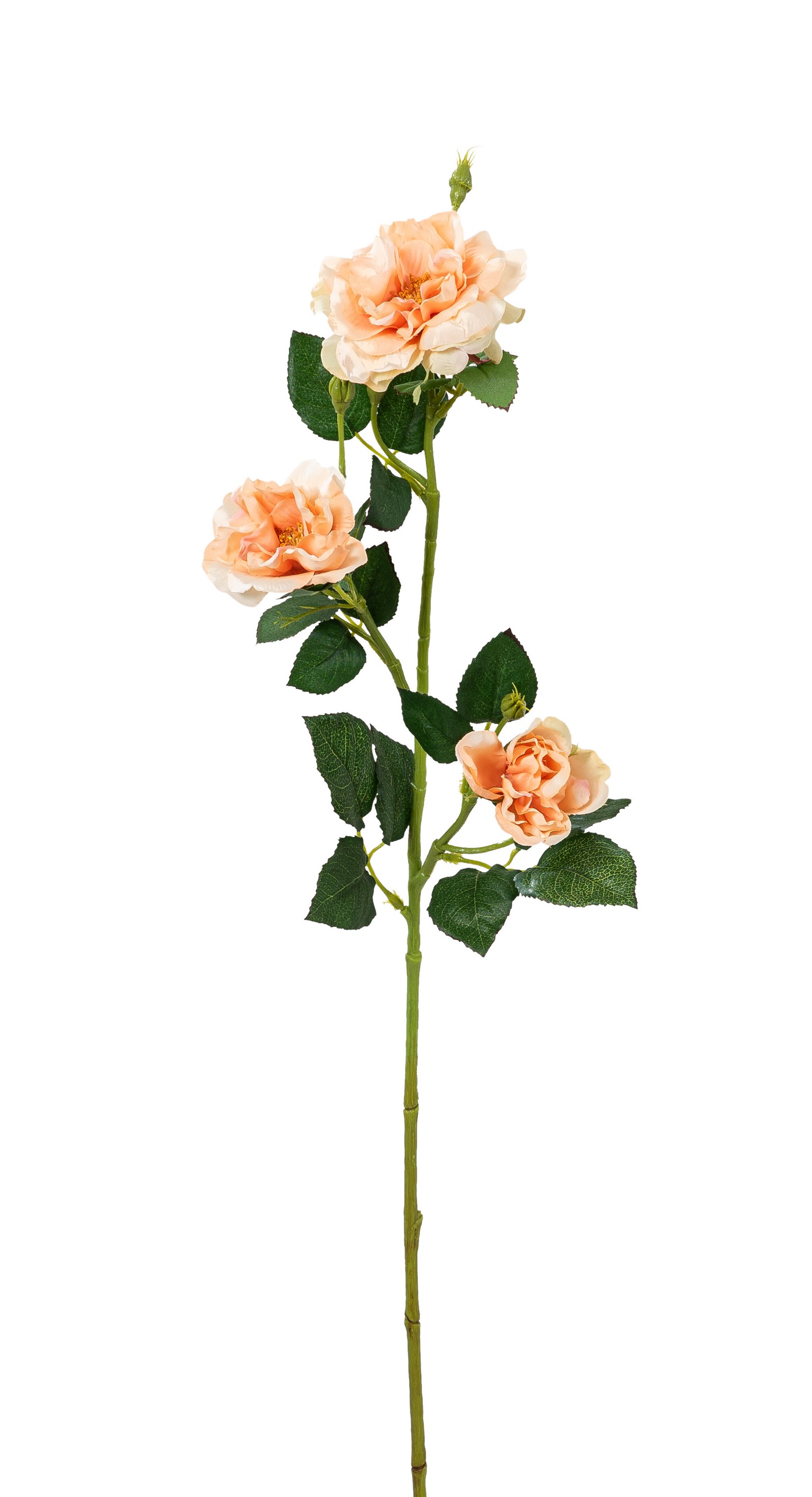 Heckenrosenzweig x 3 68cm Blütenkopf Ø ca. 5/8/9cm Farbe: lachs