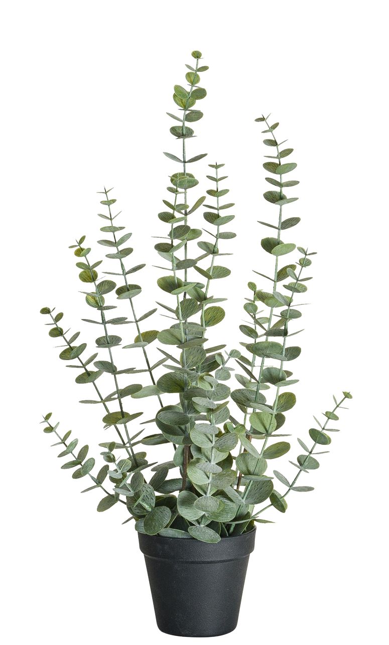 Eukalyptus x 13 im Topf 58cm Farbe: grün-weiß