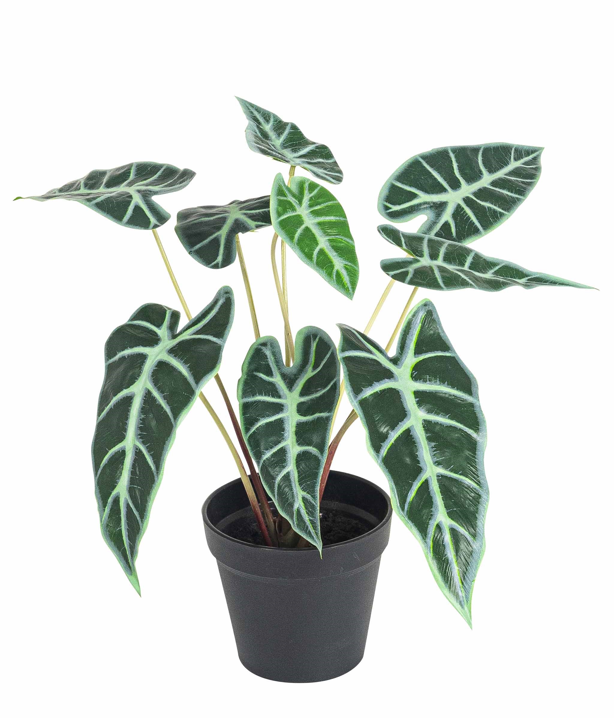 Alocasia x 9 im Topf 38cm Farbe: grün-gemischt