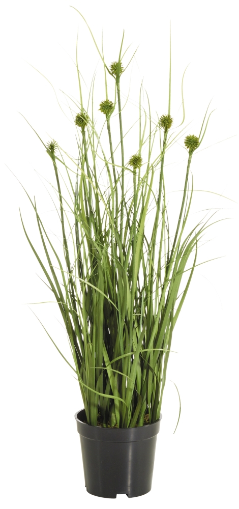 Igelkolbengras x 7 i.Topf 55cm Farbe: grün