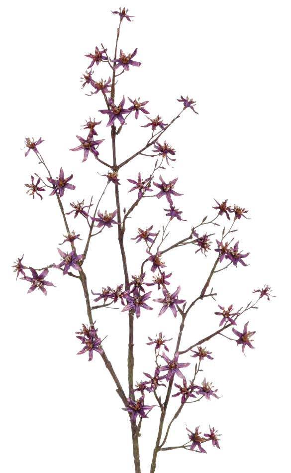 G.-Sternblütenzw. 22-f. 92cm Farbe: lila