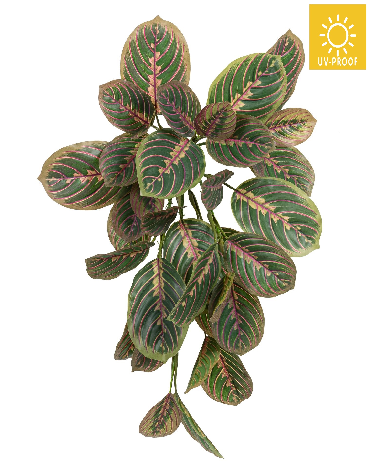 Calatheabusch UV x 37 56cm Farbe: grün-rot