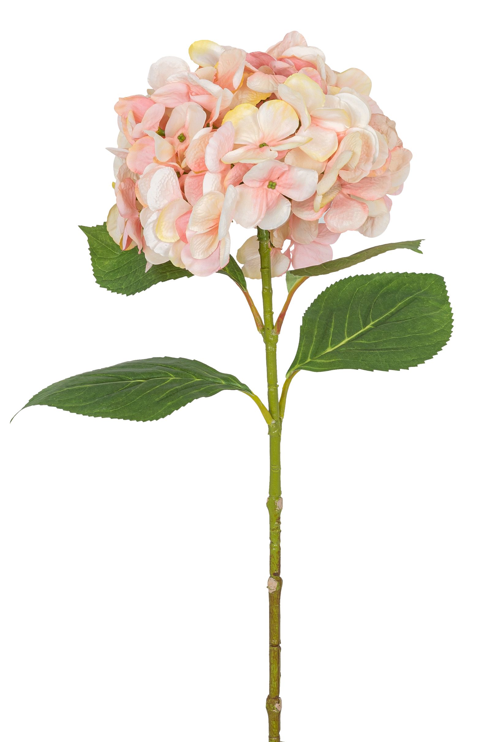 Hortensie 69cm Blütenkopf Ø ca. 18cm Farbe: lachs