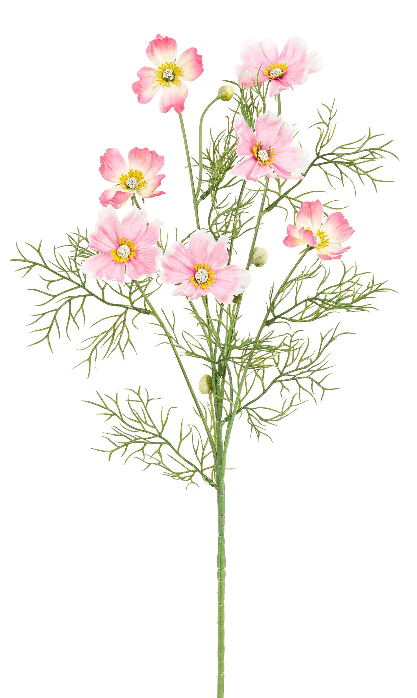 Cosmea x 7 68cm Blütenkopf Ø ca. 6cm Farbe: rosé