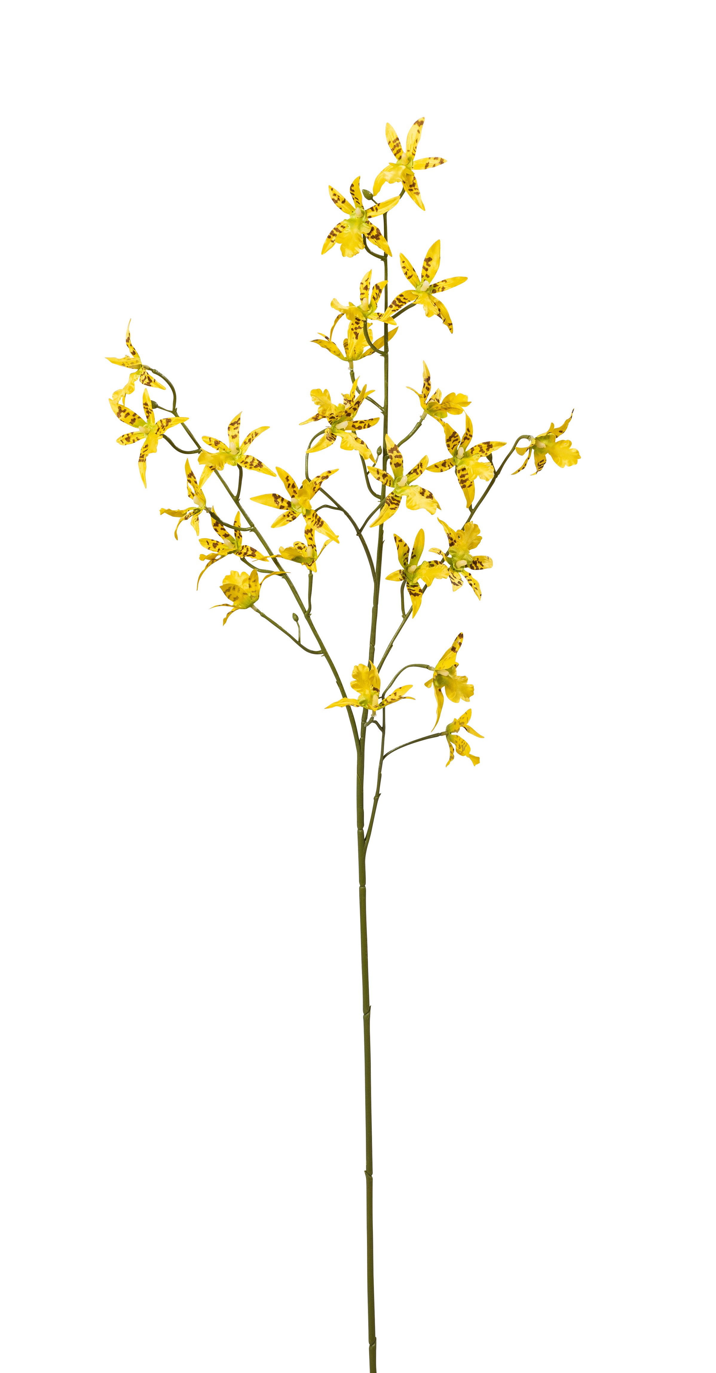 Cambria Orchideenzweig x 24 94cm Blütenkopf Ø ca. 6cm Farbe: gelb