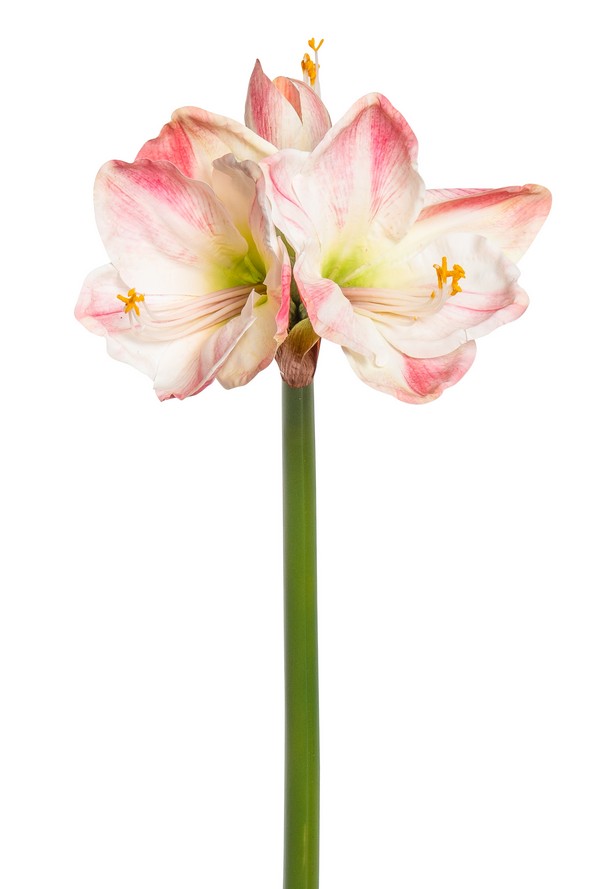 Amaryllis x 3 68cm Blütenkopf Ø ca. 5/11cm Farbe: weiß-rose