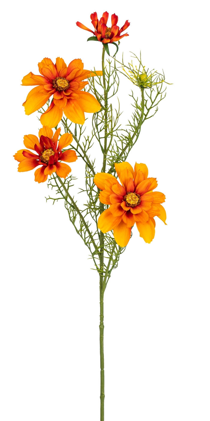 Cosmea x 4 68cm Blütenkopf Ø ca. 4/8/11cm Farbe: orange
