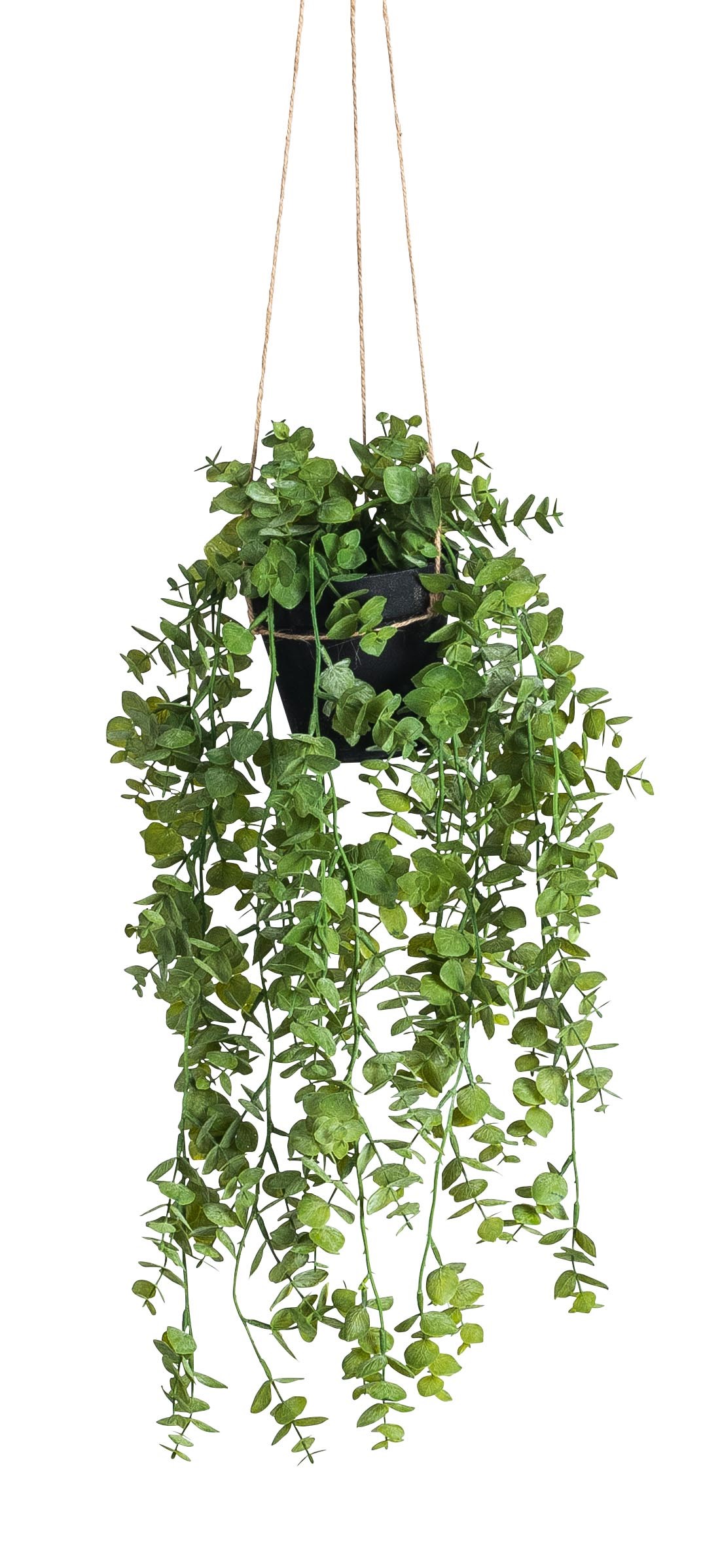 Eukalyptus hängend x 95 im Topf 58cm Farbe: grün